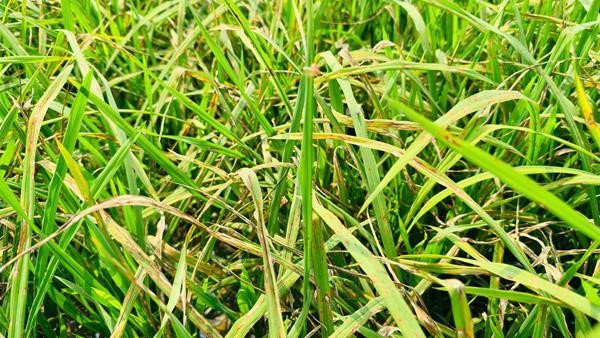 Tập trung các biện pháp phòng trừ bệnh đạo ôn hại lá lúa xuân 2025